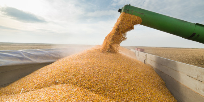 Rusia își majorează exporturile de grâu cu prețuri în scădere