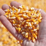 Raport USDA – luna mai. Prognoze noi pentru piața de grâu și porumb