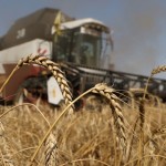 Două scenarii pentru prețul grâului: Scumpire de 50 dolari/tonă sau scădere a prețului în trei luni