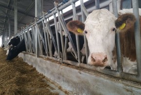 Importurile din Ucraina fac ravagii: fermierii bulgari se plâng că aruncă laptele pentru că procesatorii cumpără mai ieftin din Ucraina vaci