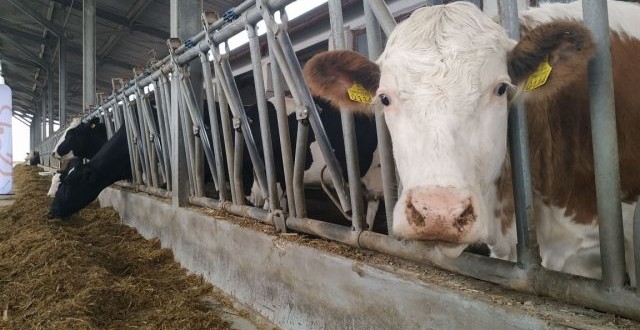 Importurile din Ucraina fac ravagii: fermierii bulgari se plâng că aruncă laptele pentru că procesatorii cumpără mai ieftin din Ucraina