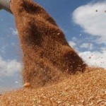 Rusia a dublat exportul de grâu, comparativ cu situaţia anterioară războiului