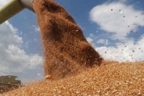 România va introduce un mecanism de autorizare pentru importul de cereale și oleaginoase din Ucraina și Republica Moldova grau