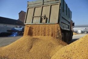 Republica Moldova amână impunerea de restricții privind importul de cereale din Ucraina grau3