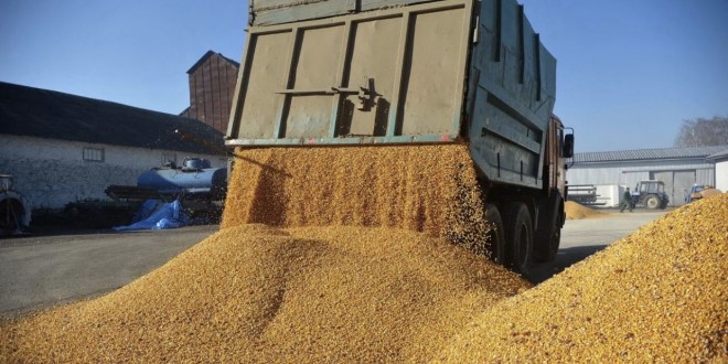Bursa cerealelor: Prețul grâului a început să crească!