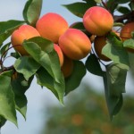 Iurie Fală: Agricultorii ar putea să rămână cu fructele pe copaci dacă va fi interzis exportul în Ucraina
