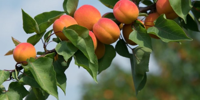 Iurie Fală: Agricultorii ar putea să rămână cu fructele pe copaci dacă va fi interzis exportul în Ucraina