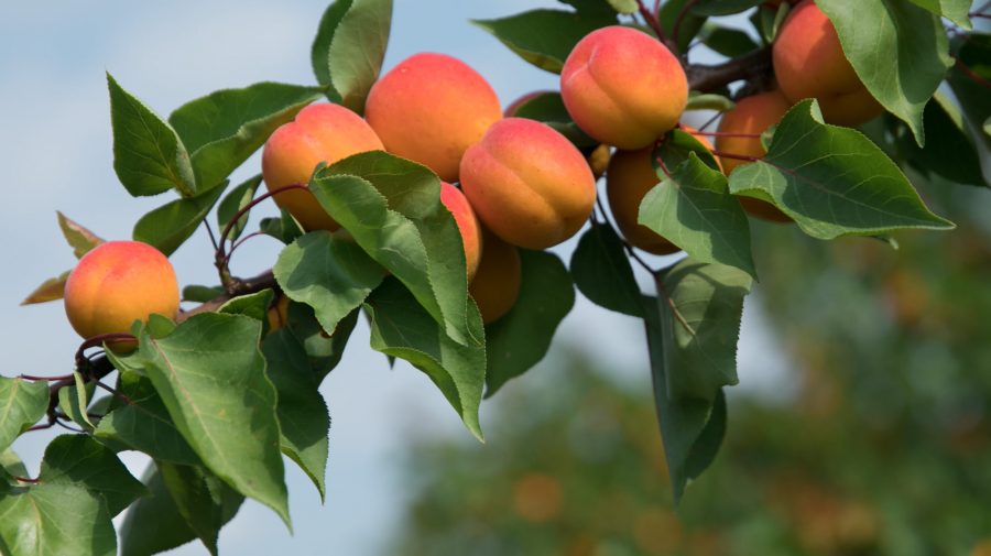 Iurie Fală: Agricultorii ar putea să rămână cu fructele pe copaci dacă va fi interzis exportul în Ucraina caise