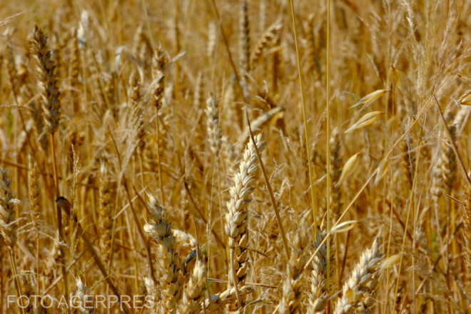Producătorii de grâu din Europa de Est se confruntă cu furtuna perfectă grau
