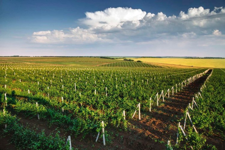 Producătorii de struguri care nu își vor înregistra plantațiile în Registrul Vitivinicol nu vor avea acces la subvenții vie