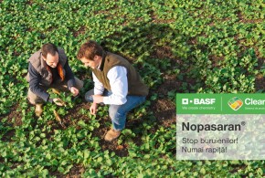 Nopasaran® - erbicidul ce combate eficient buruienile dificile la cultura de rapiță de tip Clearfield® nopasaran