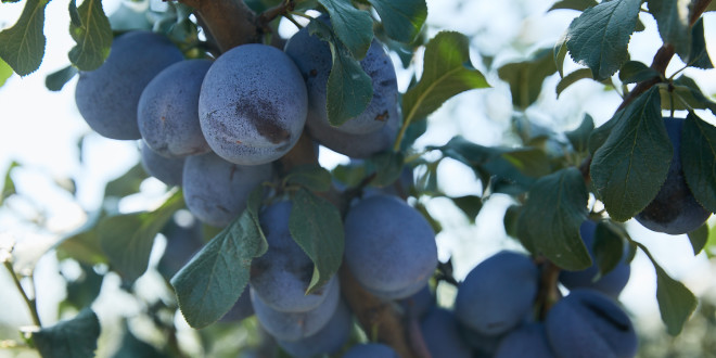 Cantitatea de prune moldovenești exportată în UE – aproape dublă, comparativ cu 2022