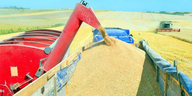 România a devenit lider al UE la exportul de grâu. Ce cantitate a livrat?