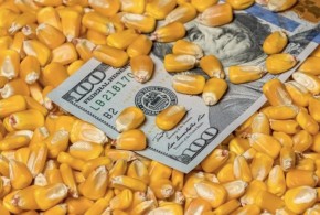 Evoluția la zi a prețurilor la cereale și oleaginoase pe piețele regionale și în Republica Moldova – 1 martie porumb-pret