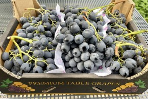 Exportul de struguri în ianuarie-februarie 2024 a depășit pronosticurile. Ce cantitate și la ce preț s-a exportat? struguri4