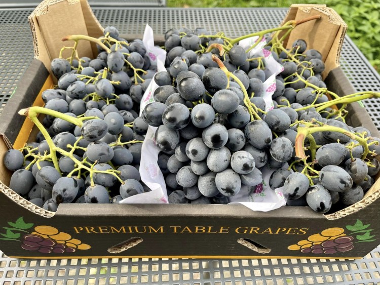 Exportul strugurilor de masă: ce cantitate s-a exportat și la ce preț? struguri4