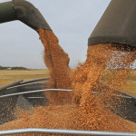 Reuters: Exporturile de cereale ale Ucrainei au scăzut cu 38% în ultimele cinci luni