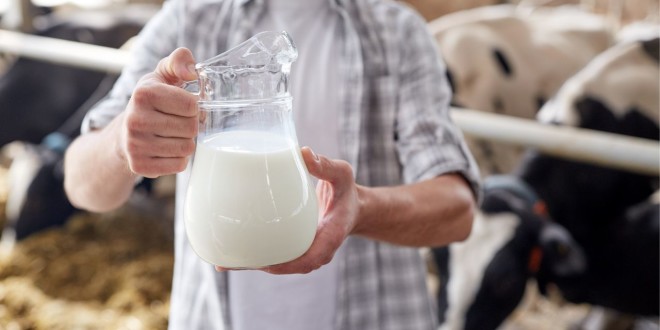 Eurostat: Danemarca este pe primul loc, iar România – pe ultimul loc în UE la producţia de lapte pe cap de vacă