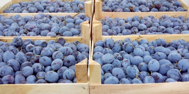Datorită exporturilor active, prețul prunelor moldovenești rămâne la un nivel record