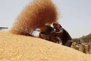 Egiptul a început anul cu o achiziție de 420.000 tone de grâu din Rusia și Ucraina egiptul-grau-rusesc-ucrainean