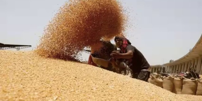 Egiptul a început anul cu o achiziție de 420.000 tone de grâu din Rusia și Ucraina