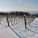 Снегопады в Молдове – благо или риск ущерба для садов и виноградников?