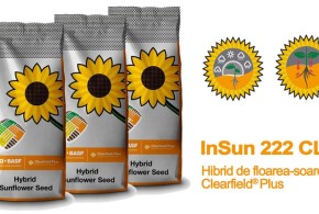 InSun 222 CLP - Hibrid de floarea-soarelui semitardiv Clearfield® Plus cu o producție ridicată și stabilă insun222-1