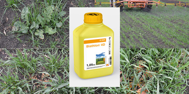Eficacitatea utilizării erbicidului Biathlon® 4D la grâu