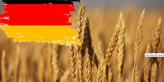 Recolta de cereale a Germaniei, în cădere liberă! De ce scad producțiile?