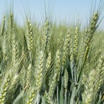 Без листовой подкормки озимой пшеницы рекордного урожая не добиться