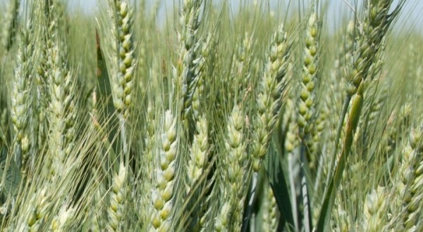 Без листовой подкормки озимой пшеницы рекордного урожая не добиться