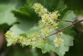 inflorit-vita-de-vie