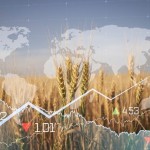 Evoluția la zi a prețurilor la cereale și oleaginoase pe piețele regionale și în Republica Moldova – 16 martie