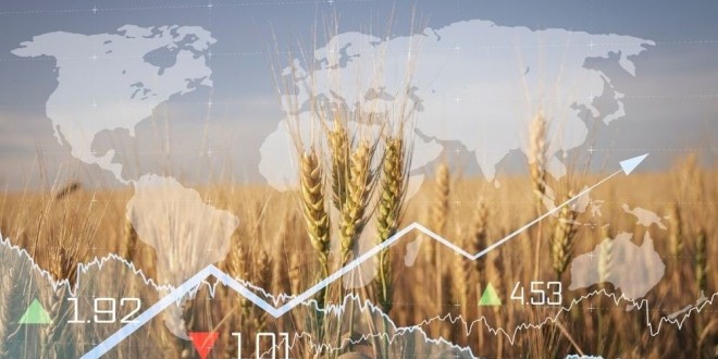 Bursa cerealelor: creșteri de preț la grâu, porumb și rapiță