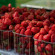 Moldova, în top-10 cei mai mari furnizori de căpșuni în Rusia