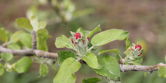 Cum să reducem efectul înghețurilor târzii de primăvară asupra pomilor de măr și păr
