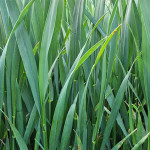 Septorioza este deja vizibilă în unele lanuri de grâu.
