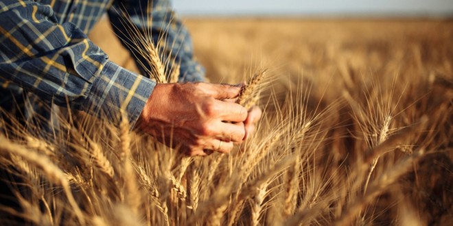 Mai mulți agricultorii susțin că vor avea recoltă mică din cauza vremii