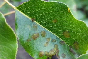 Avertizare fitosanitară: rapănul la măr și păr rapan-mar3