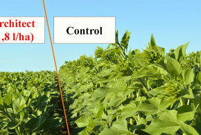 Eficacitatea utilizării regulatorului de creștere Architect la floarea-soarelui. Galerie foto architect14