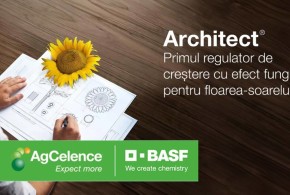 Architect – beneficii de neegalat pentru culturi de floarea-soarelui de cea mai bună calitate arhitect-de-la-basf