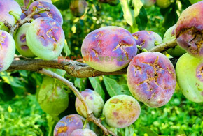 Cel mai bun tratament în livadă și grădină, după grindină fructe-cicatrizate-delan1