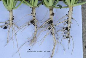 aplicare-caramba-turbo-3