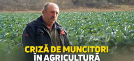 /Reportaj VIDEO/ Agricultorii, cu roada putrezită pe câmpuri din lipsa muncitorilor: „Tinerii au plecat în țări străine, pentru salarii mai mari”