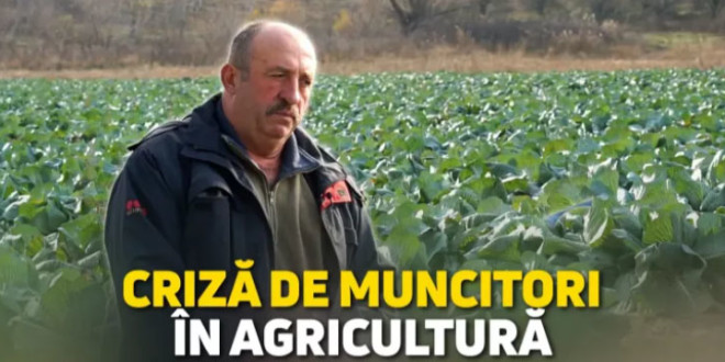 /Reportaj VIDEO/ Agricultorii, cu roada putrezită pe câmpuri din lipsa muncitorilor: „Tinerii au plecat în țări străine, pentru salarii mai mari”