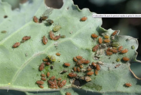 4 dăunători care îți pun în pericol rapița și grâul în decembrie paduche-verde-al-peirsicului-in-rapita