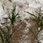 Rusia, în pragul unei crize agricole: culturile de toamnă se află în cea mai proastă stare din istorie