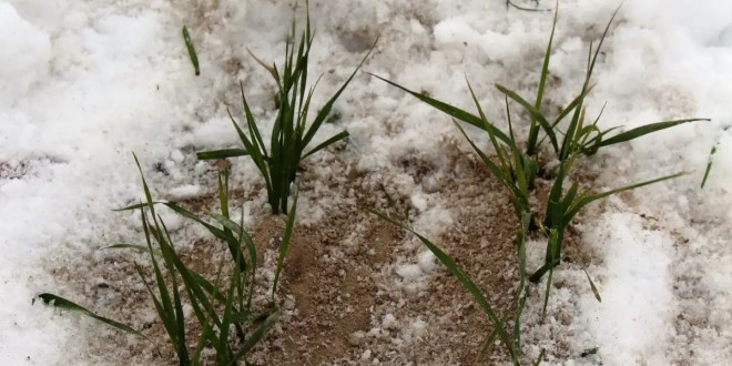 Rusia, în pragul unei crize agricole: culturile de toamnă se află în cea mai proastă stare din istorie