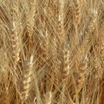 Rezultatele obținute la cultivarea grâului de toamnă „Academy” și schema de protecție folosită