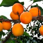 Schema de protecție a caisului cu produsele BASF